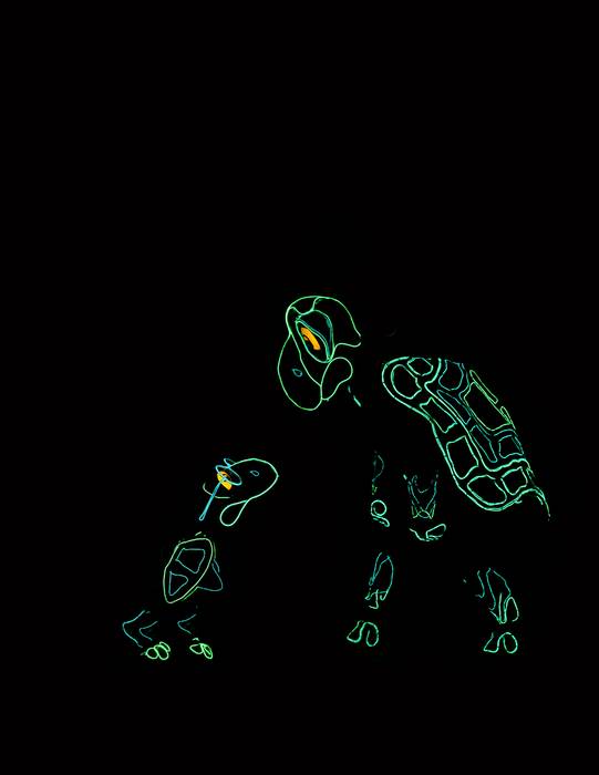 "Tortoise and the Hare" with electroluminescent wire costumes by Lightwire Theater Company